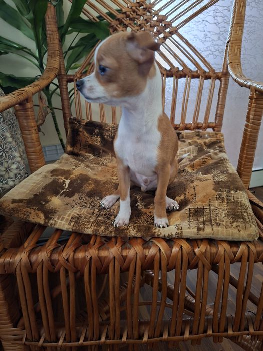 Чихуа хуа момченце търси своето семейство