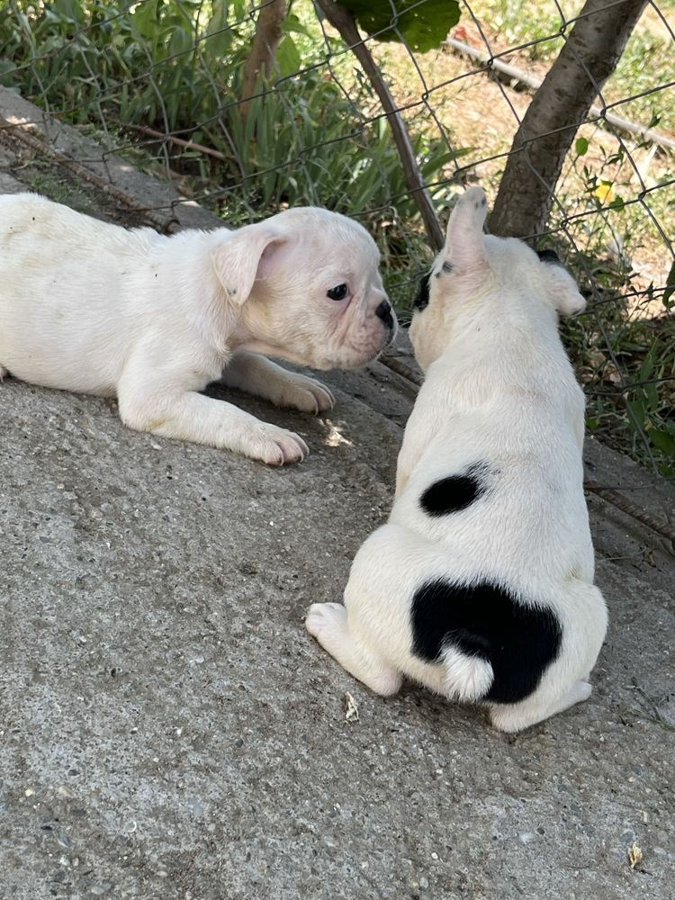 Bulldog francez pui