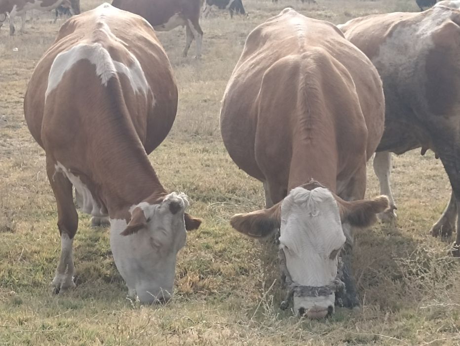 Сименталь сиырлары сатылады