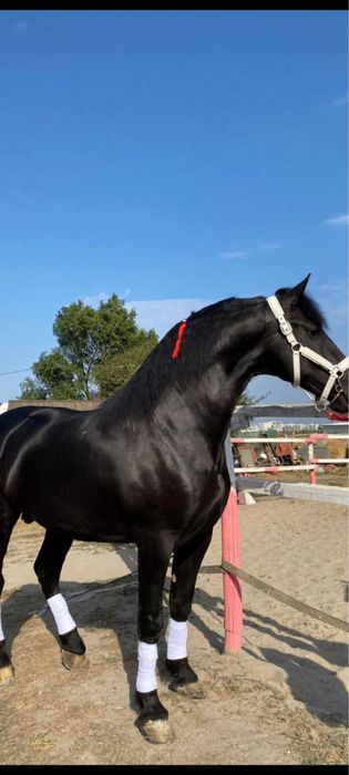 •//cal frizian de vanzare •\\