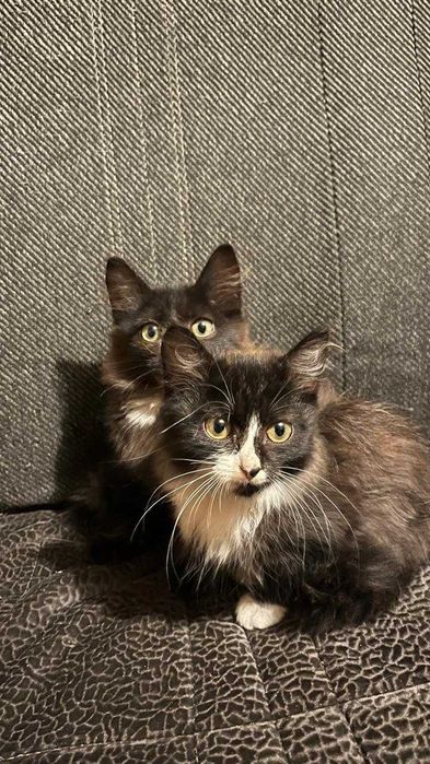 Отдам котят в добрые руки