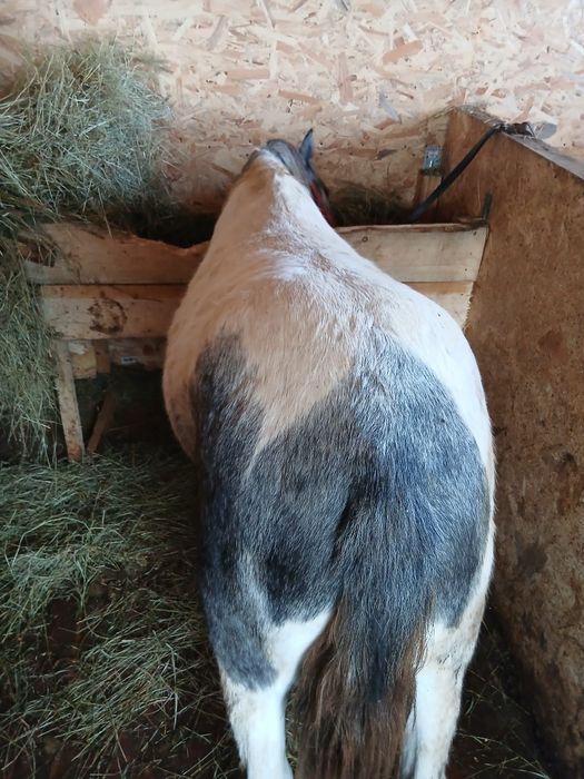 Mânz pinto bland/schimb