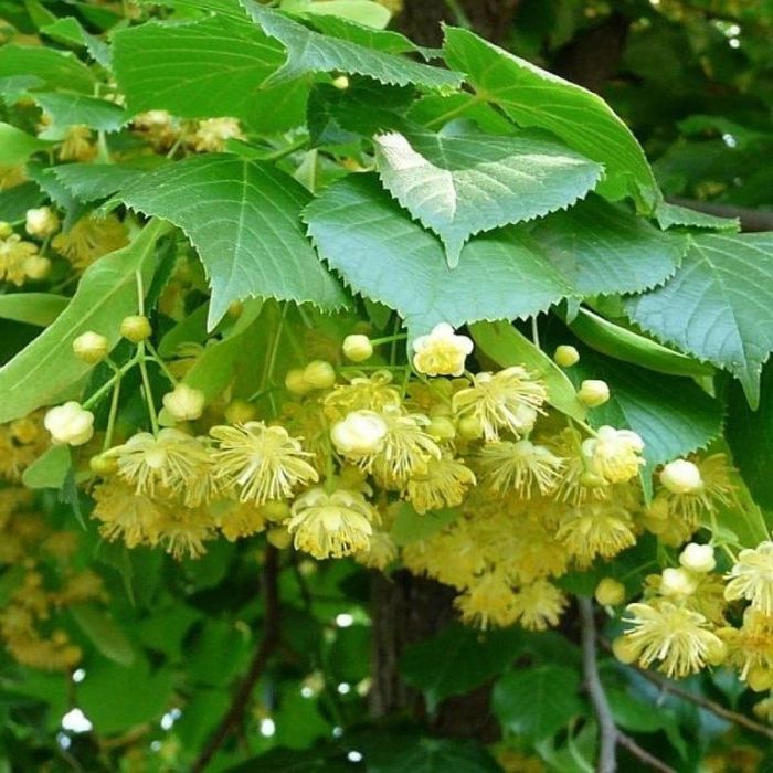 Vând puieți de tei arginti originali