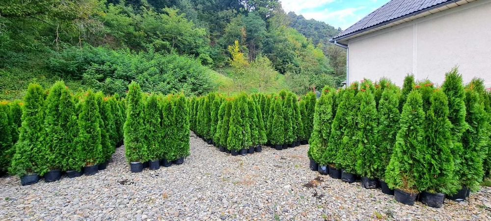 Plante Ornamentale Premium – Frumusețe și Eleganță pentru Grădina Ta