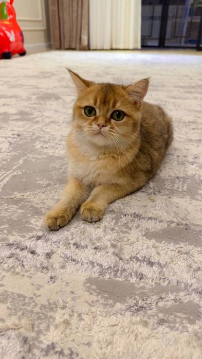 Zolotaya shinshilla ny 11