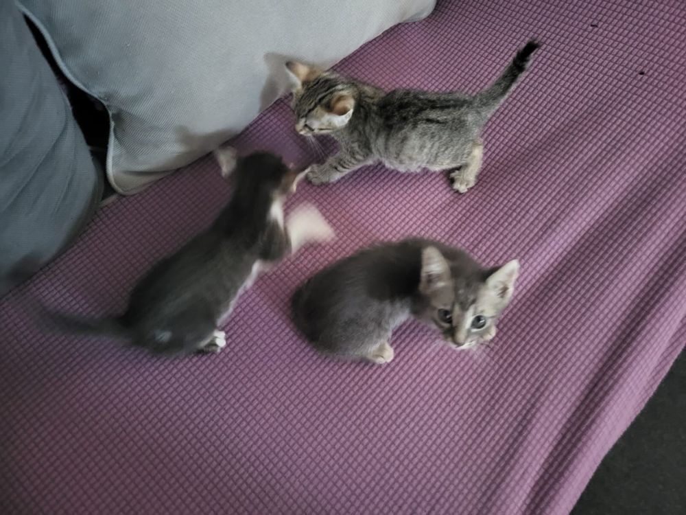 Dau pisicute spre adoptie