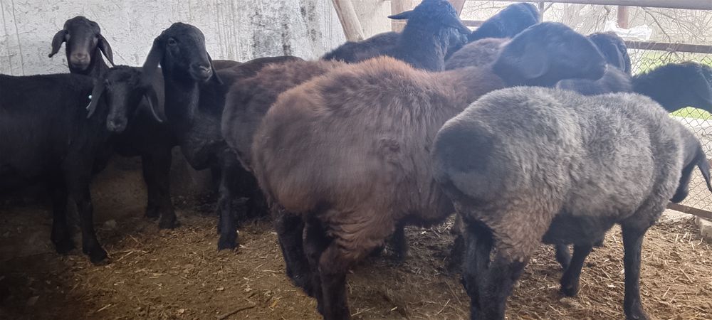 Казоки Бугоз куйлар 4500 дан