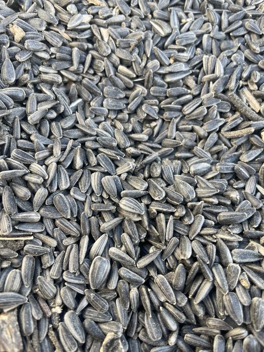 Vand floarea soarelui