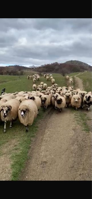 Vand 100 de oi tinere