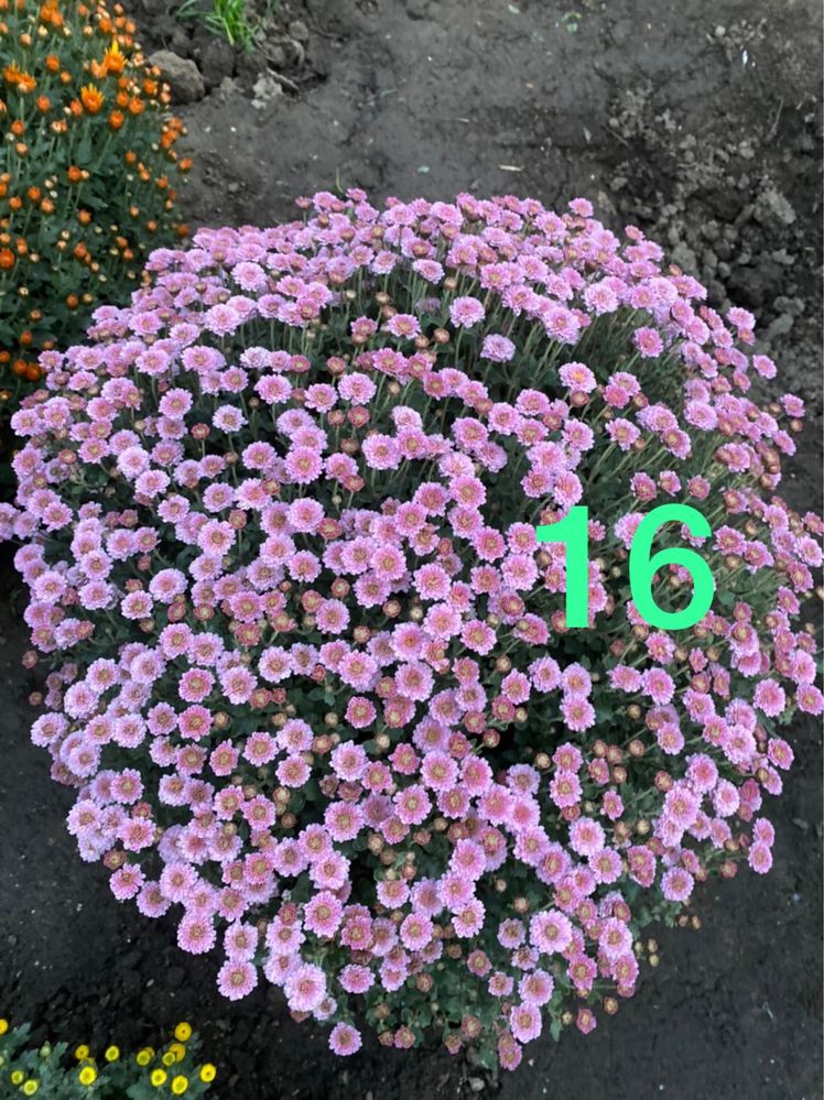 Хризантемы мультифлора (черенок)