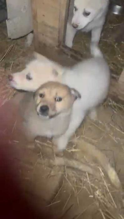 Щенки ищут любящих хозяев, с дальнейшим прослеживанием