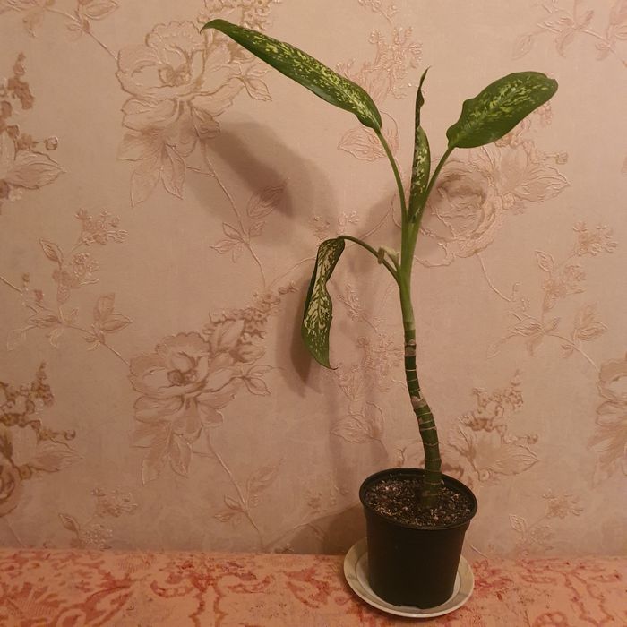 цветок "дифенбахия"