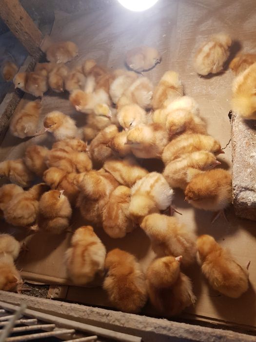 Pui de țară de curte si de rasa si ofer si transport la domiciliu