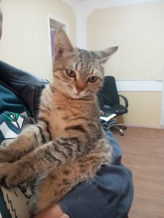 БЕСПЛАТНО котенок  мальчик 2 месяца,  отдам в хорошие добрые руки