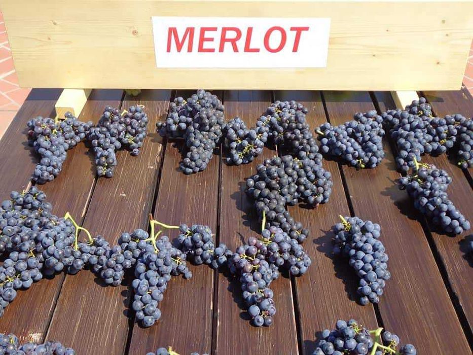 Vand Struguri  Merlot struguri de vin  struguri negri Pietroasele