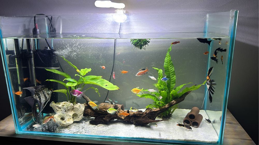 Acvariu 90 litri echipat complet.