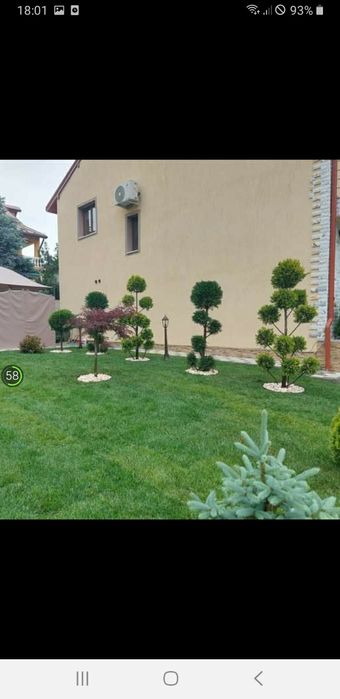 amenajam spați verzi brazi spirale