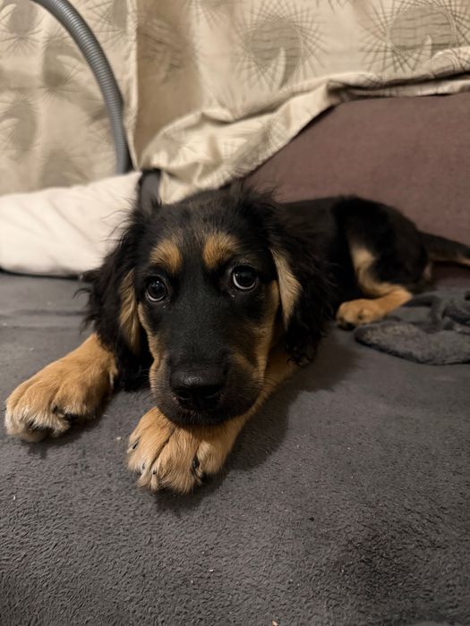 СПЕШНО подарявам женско кученце на 3 месеца