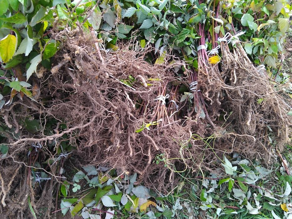 Продавам разсад малини