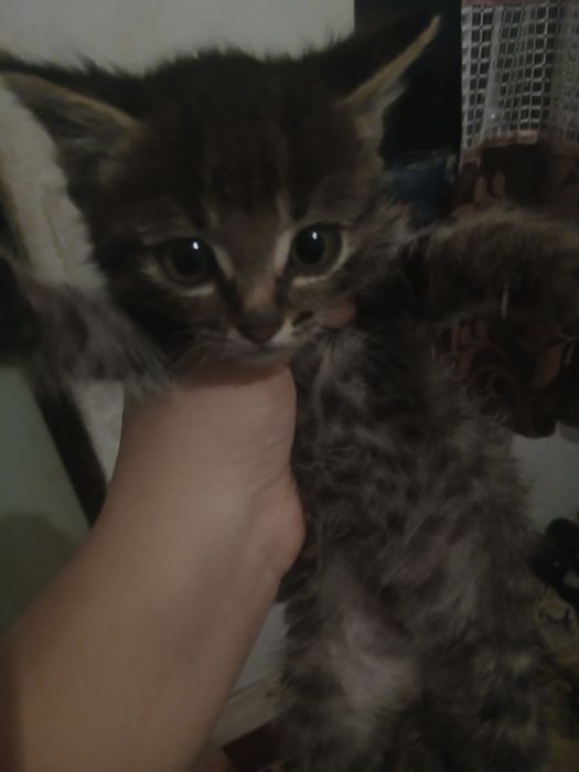 Одам котёнка в добрые руки