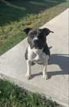 American Staffordshire Terrier