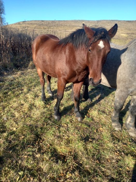 Vând mânză de 1 an jumate