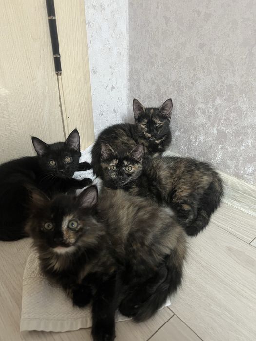 Очаровательные котята ищут дом!