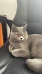 Vand pisică British Shorthair