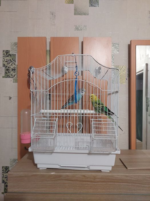 Попугайчики клетка, минералы, корм