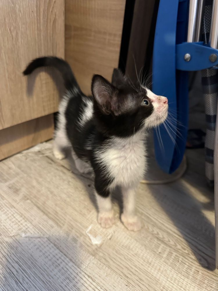 Pisicute spre adoptie
