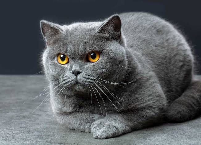 Mushuk, erkak, British shorthair