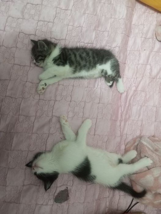 Отдам милых котят в хорошие руки. К лотку приучены