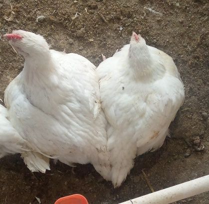 Товук гушти бор бройлер