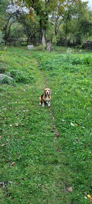 Donez Beagle femela