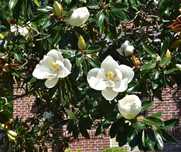 Magnolia Grandiflora la Ghiveci