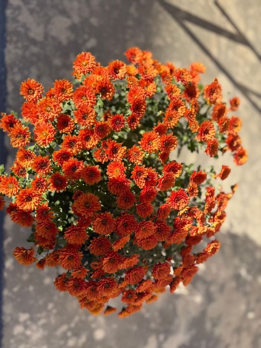 Crizanteme, flori de vanzare