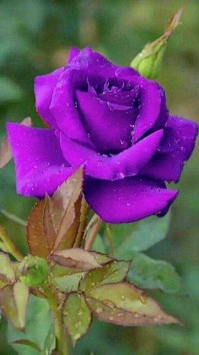 Уроци по математика Пловдив