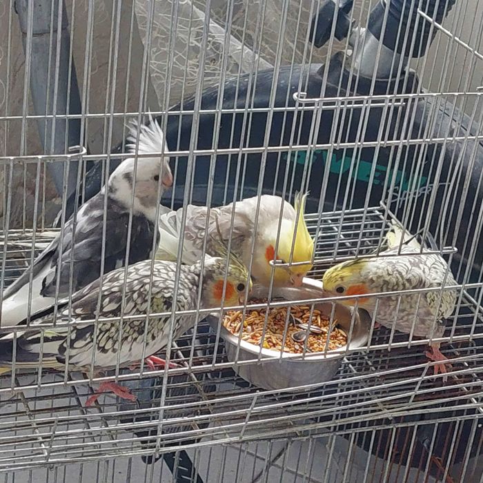 Корели и Какарики