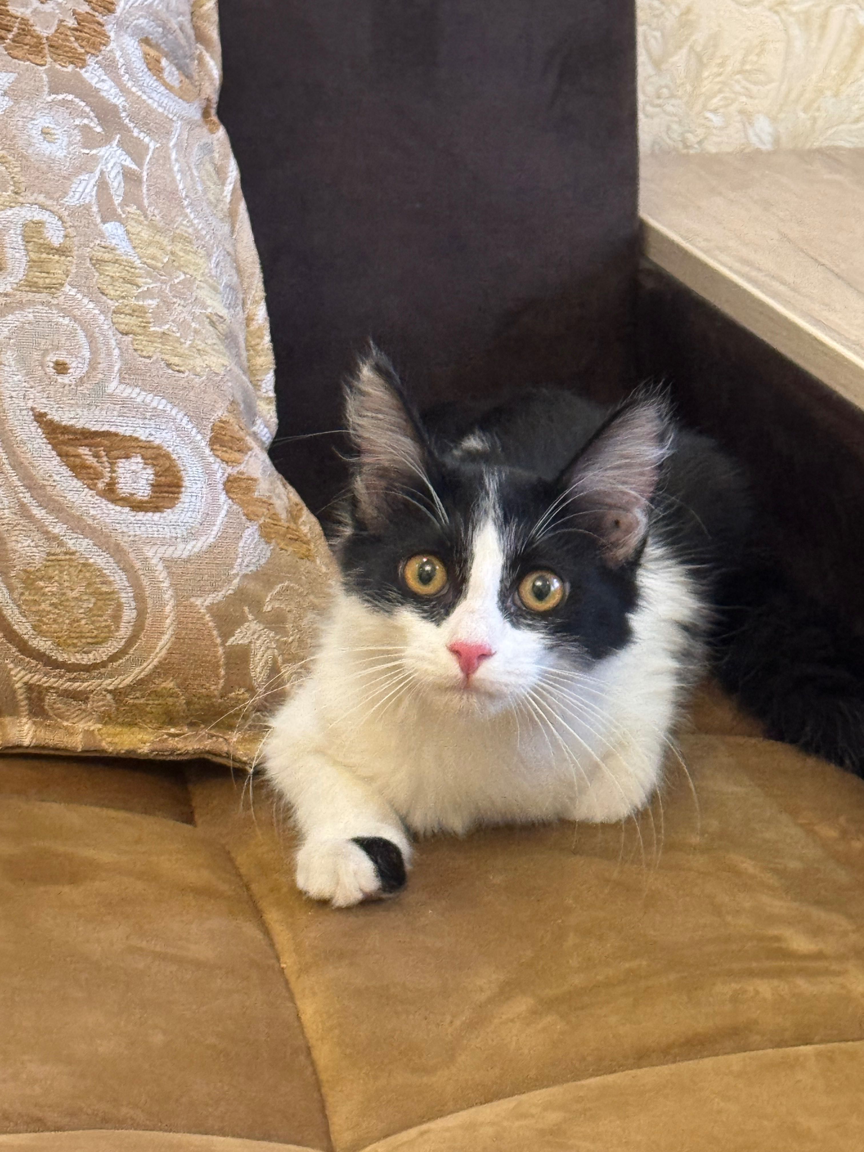 Котенок в ответственные руки