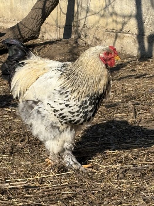 cocos de vanzare