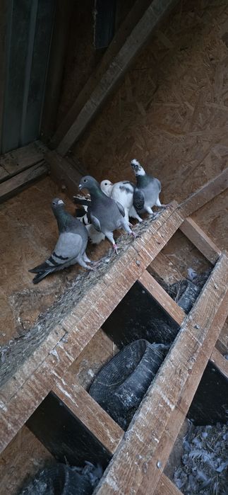 Porumbei de vânzare sau schimb