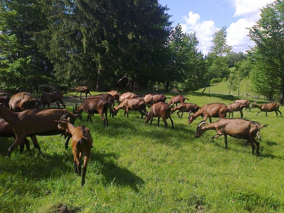 Capre alpina franceza