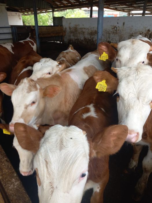 Vând tăurași și vițele