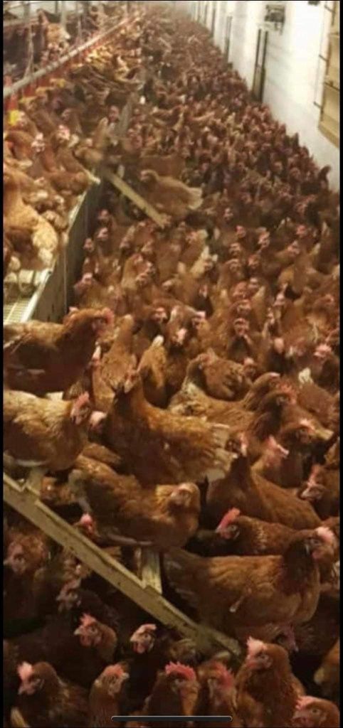 Găinușe outoare cu vârsta de un An