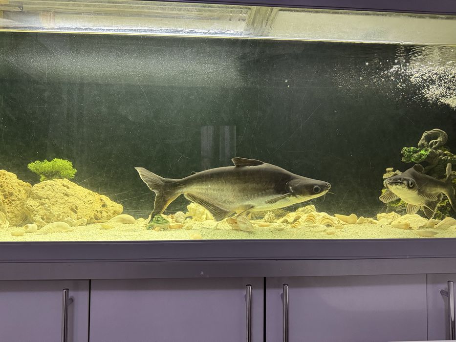 Продам аквариумную рыбу Пангасиус 35 и 45 см длину