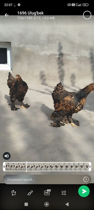 Brama zolota Joja tovuq donasi 500000