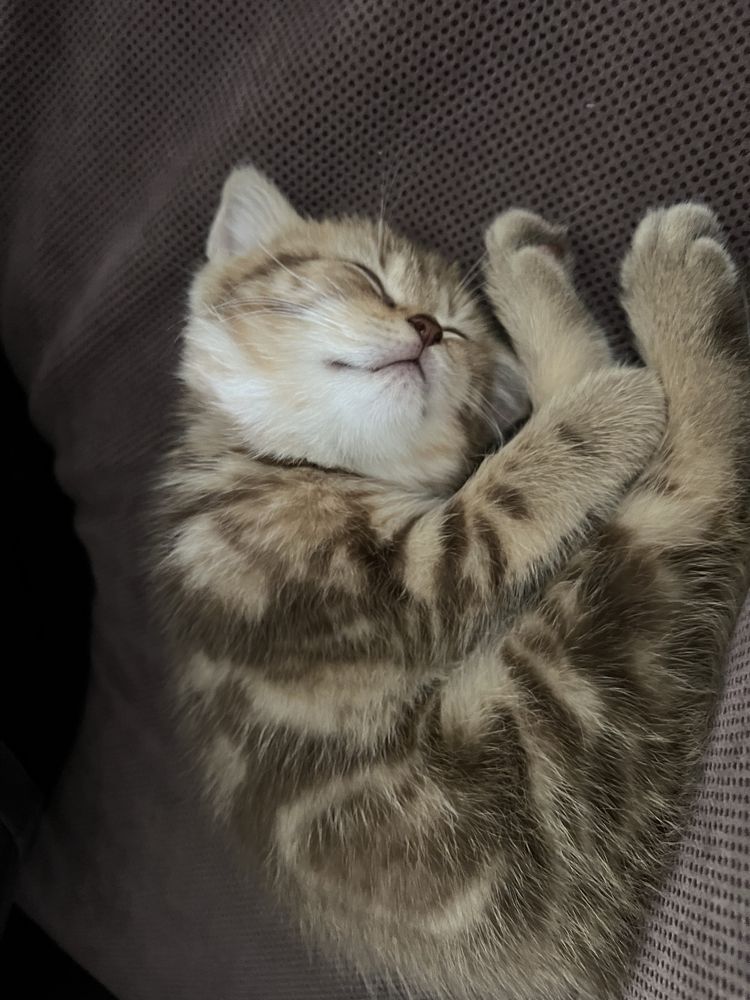 British Shorthair tabby