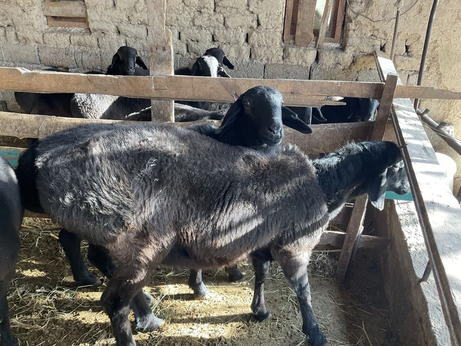 Qöchqorla sotiladi. Qöy göshi 40-50 kg gacga tosh bosadi
