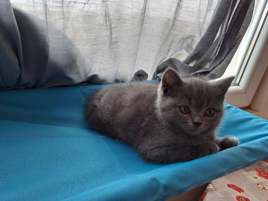 Британски котенца от родители с родословие