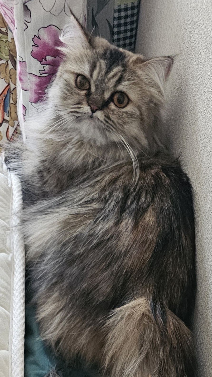 Продам Персидскую кошку 2 года